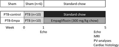 Effects of empagliflozin on right ventricular adaptation to pressure overload